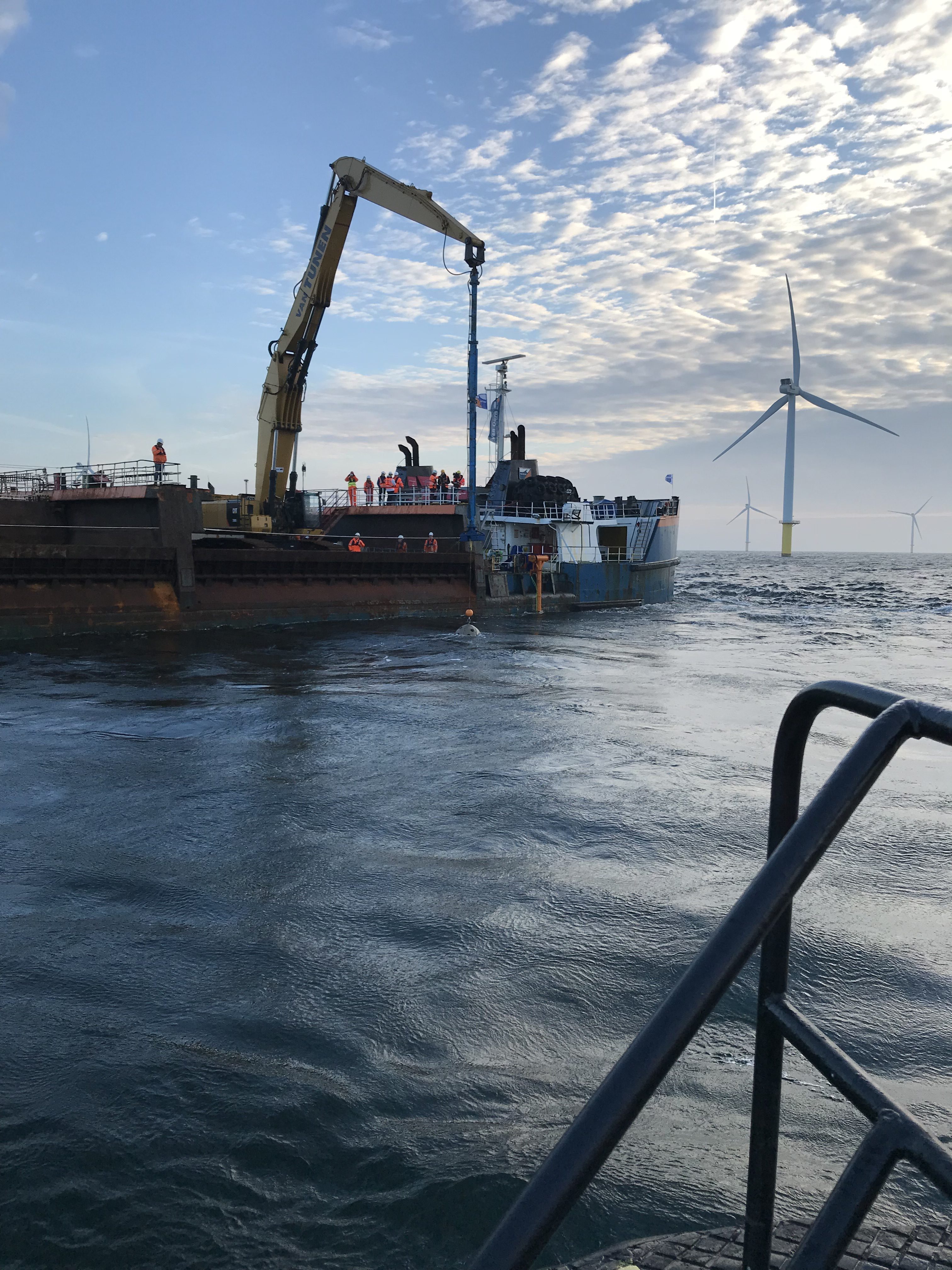 Reef balls and cages with flat oysters