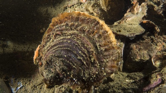 An underwater photo of an oyster