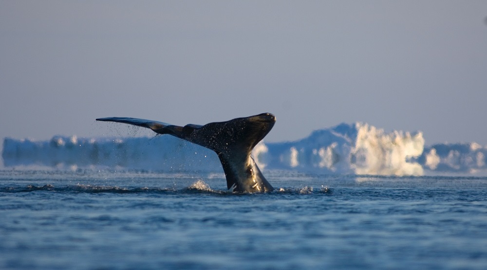 Alaska coast; Source: Alaska Wilderness League