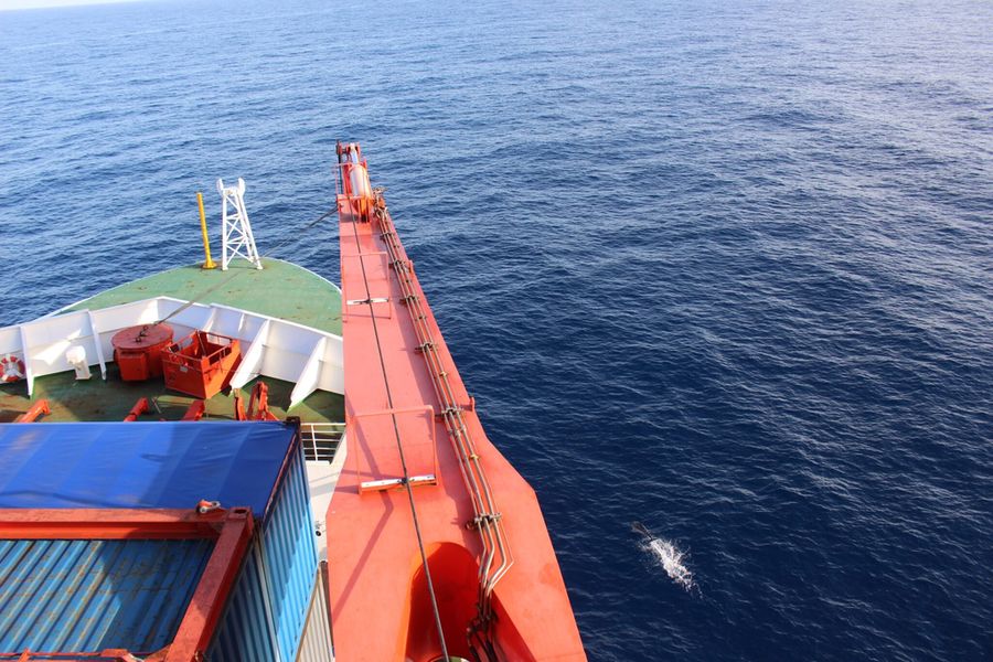 A photo of a common dolphin dwarfed by a ship in the NE Atlantic (Courtesy of Plocan/©Pauhla McGran)