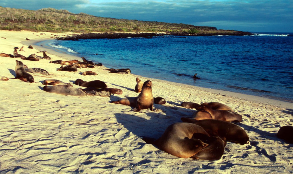 Sea Lions; Source: WWF