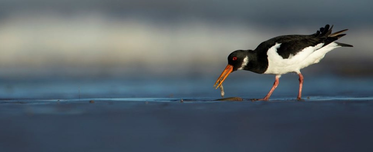 The Wash is said to be one of the UK’s most important estuaries for wild birds (Courtesy of RSPB)