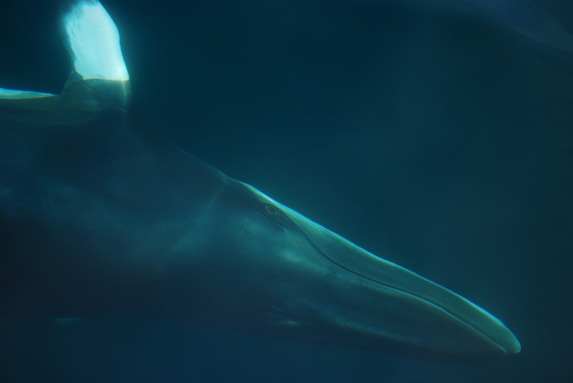Minke whale